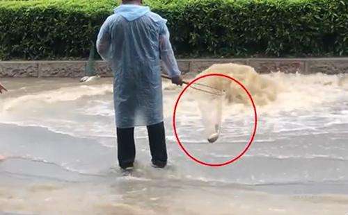 輸送帶廠家：廣州雨后內(nèi)澇嚴重，路人當街捕魚