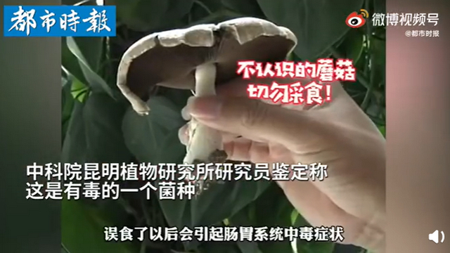 傳送帶輸送帶廠家：神奇！昆明一辦公室內(nèi)竟長出有毒蘑菇